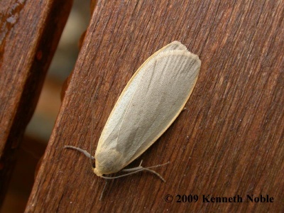 dingy footman (Eilema griseola) Kenneth Noble